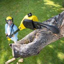 Trusted Teaticket, MA  Tree Services Experts