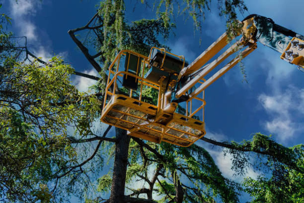 How Our Tree Care Process Works  in  Teaticket, MA